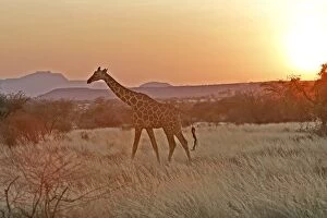 Images Dated 15th August 2004: Reticulated Giraffe - at sunset. Samburu National Park - Kenya - Africa