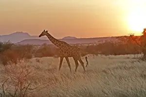 Reticulated Giraffe - at sunset. Samburu National Park - Kenya - Africa