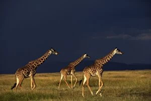 Images Dated 14th September 2005: Reticulated Giraffe - three, with stormy sky behind