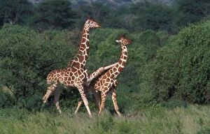 Reticulated Giraffe - two, one with leg over second smaller giraffes back