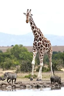 Reticulated Giraffe - at waterhole with Warthogs