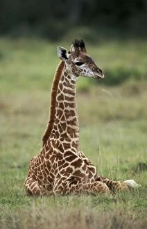 Reticulated Giraffe - young, lying down