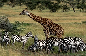 Tall Collection: Reticulated Giraffe - with Zebra