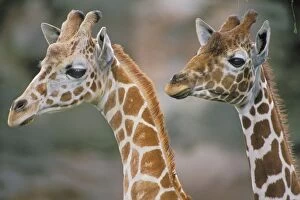 Images Dated 18th January 2005: Reticulated giraffes - two, close-up of heads 3mb145
