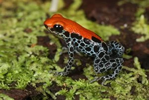 Images Dated 11th September 2007: Reticulated Poison Dart Frog