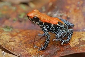 Images Dated 11th September 2007: Reticulated Poison Dart Frog - Allpahuayo Mishana National Reserve - Iquitos - Peru