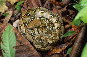 Reticulated Python Kinabatangan river, Borneo