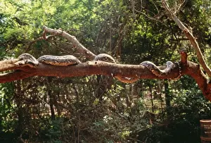 Reticulated Python - longest snake in the world