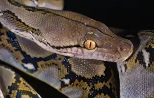 Pythons Prints: Reticulated Python - showing heat sensory pits