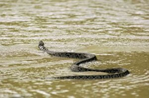 Images Dated 31st August 2007: A Reticulated Python swims from a small freshwater-stream into a sea