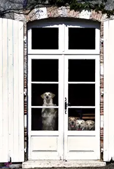 Doors Prints: Retriever Dogs Looking out behind glass doors