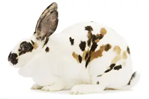 Small Pet Prints: Rex Tricolor Rabbit