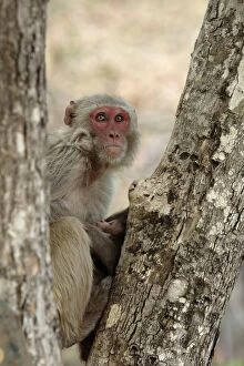 Rhesus Macaque - female nursing its infant Bandhavgargh