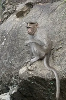 Macaques Prints: Rhesus Macaque or Monkey Found from Afghanistan through India to northern Thailand