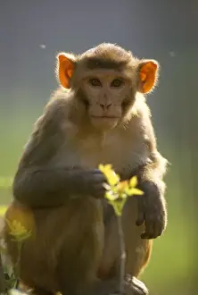 Staring Prints: Rhesus Macaque Monkey - Africa 