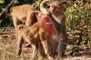 Rhesus Macaque MONKEY- Cleaning mate
