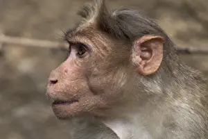 Rhesus Macaque or Monkey - Close up of head. Found from Afghanistan through India to northern Thailand. Their name was given to the hereditary blood antigen Rh-factor also found in humans