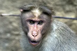 Monkeys Prints: Rhesus Macaque or Monkey - Close up of head Found from Afghanistan through India to northern Thailand