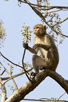 Images Dated 1st May 2003: Rhesus Macaque Monkey - female sitting in tree, eating fruit. Bandhavgarh NP, India