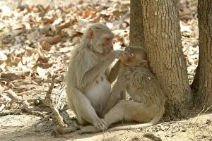 Images Dated 2nd May 2003: Rhesus Macaque Monkey - grooming fur. Bandhavgarh NP, India. Distribution