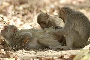 Rhesus Macaque Monkey - group grooming fur