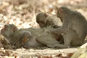 Macaques Prints: Rhesus Macaque Monkey - group grooming fur