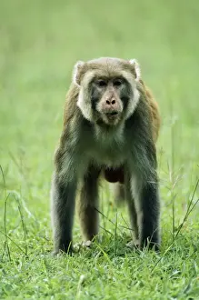 Rhesus Macaque Monkey JVG 2255 Male, India. Macaca mulatta &copy; Joanna Van Gruisen / ardea. com