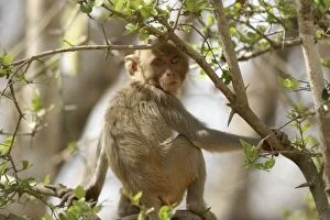 Images Dated 2nd May 2003: Rhesus Macaque Monkey - sitting in tree. Bandhavgarh NP, India. Distribution