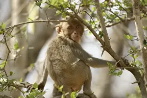 Rhesus Macaque Monkey - sitting in tree. Bandhavgarh NP, India. Distribution: Afghanistan to northern India and southern China