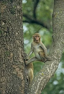 Images Dated 8th February 2007: Rhesus Macaque on a Sal tree, Corbett National Park, India