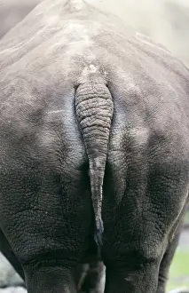 Rhino - Backside