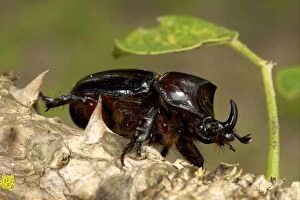 Images Dated 17th March 2010: Rhinoceros Beetle