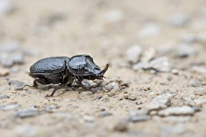 Rhinoceros Beetle - Cumbria - UK Rhinoceros Beetle