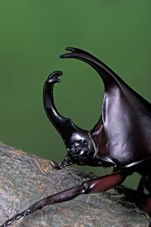 Images Dated 30th January 2014: Rhinoceros Beetle - Male on a branch - head