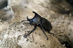 Images Dated 19th January 2008: Rhinoceros Beetle - Male - on a tree-bark