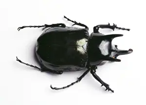 Rhinoceros Beetle TEA 115 © Andy Teare / ardea. com