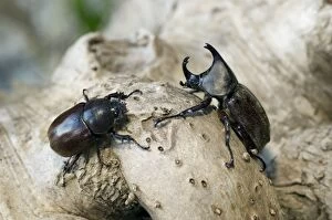 Images Dated 19th January 2008: Rhinoceros Beetle - on tree-bark - hornless female is on the left, male is on the right - Bohol