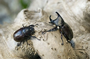 Rhinoceros Beetle - on tree-bark - hornless female is on the left, male is on the right Rhinoceros Beetle - on tree-bark - hornless female is on the left, male is on the right