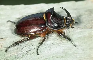 Rhinoceros Beetle USH 321 Oryctes nasicornis &copy; Duncan Usher / ardea. com