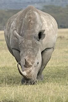 Images Dated 20th August 2004: Rhinoceros blanc