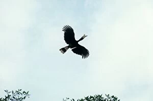 Rhinoceros Hornbill - in flight
