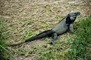 Rhinoceros Iguana