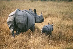 Rhinos Prints: Rhinoceros JR 116 With young, Kaziranga India