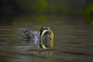 Images Dated 16th August 2006: Rhinocerous Auklet - With fish Oregon Coast, USA BI003249