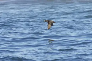 Rhinocerous Auklet - In flight Strait of Juan de Fuca, Washington State, USA BI003471