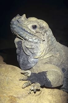 Images Dated 24th February 2006: Rhinocerous Iguana - endangered Dominican Republic & Haiti