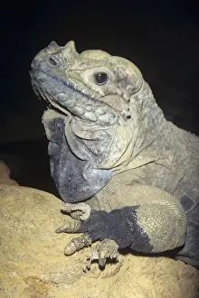 Rhinocerous Iguana - endangered Dominican Republic & Haiti