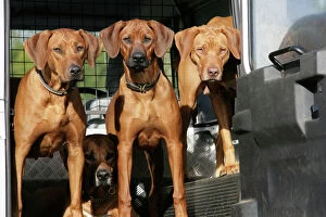 Rhodeaian Ridgeback dogs in a Landrover