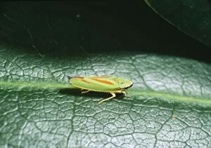 Images Dated 5th May 2005: Rhodedendron Leaf-hopper - Introduced species