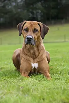 Rhodesian Ridgeback